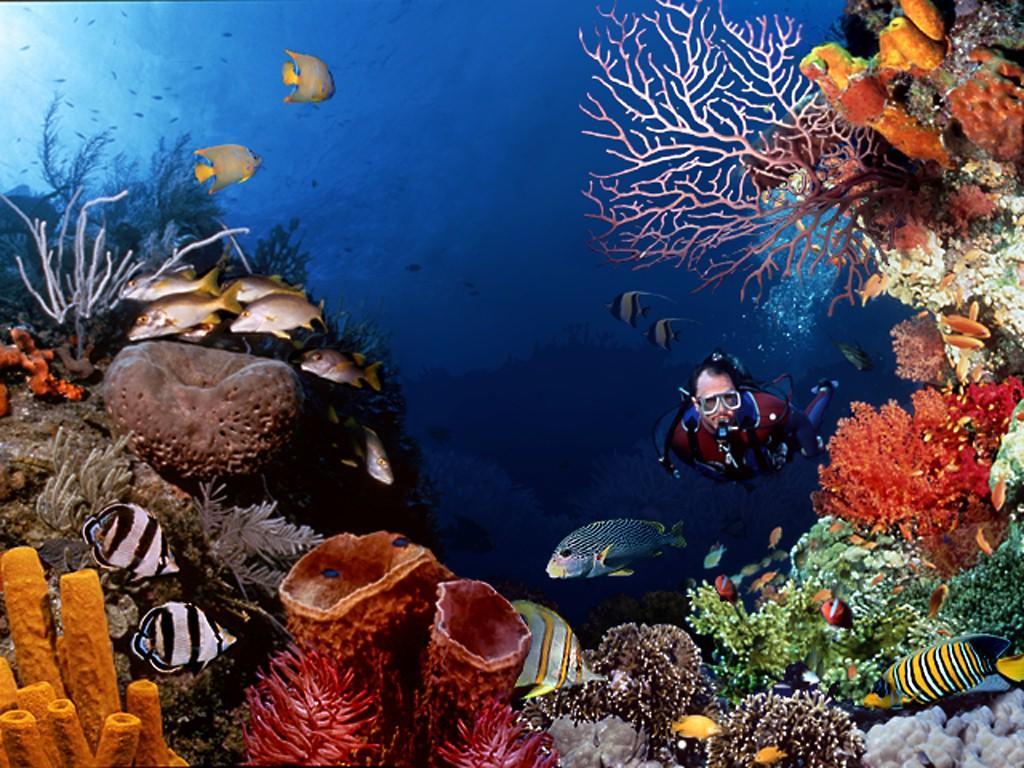 El Canonero Diving Beach Resort Пуэрто-Галера Экстерьер фото